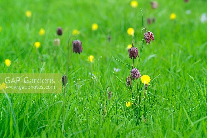 Fritillaria meleagris - Snake's Head fritillary growing in meadow in spring with Narcissus bulbocodium