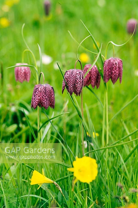 Fritillaria meleagris - Snake's Head Fritillary flowering in meadow in spring with Narcissus bulbocodium