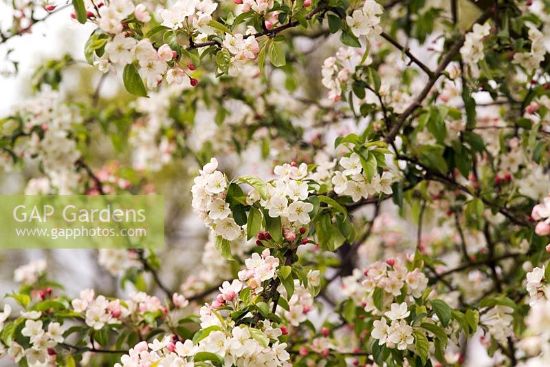 Malus x zumi 'Professor Springer' Branches with apple blossom in spring