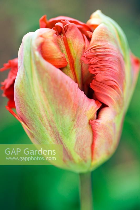 Tulipa 'Holland happening' - Closeup of multicolour red and green tulip in spring at Wisley RHS