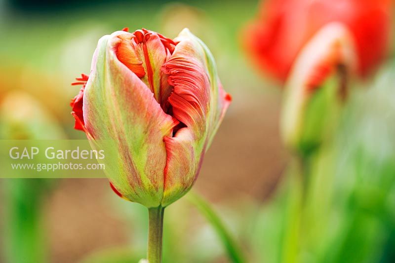 Tulipa 'Holland happening' - Closeup of multicolour red and green tulip in spring at Wisley RHS