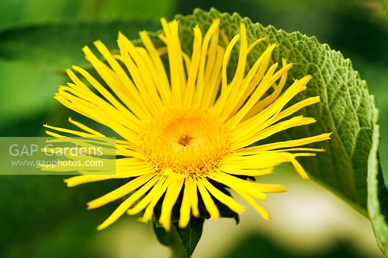 Inula helenium - Elecampane
Closeup of bright yellow flower