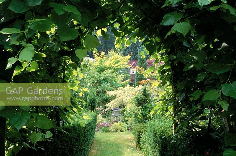 Tilia - Lime covered arch with view to country garden. Alan Titchmarsh's garden in Hampshire