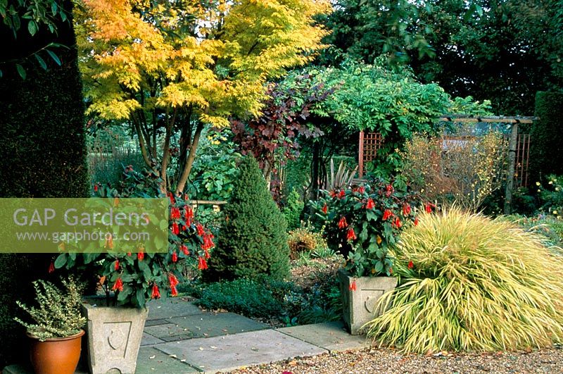 Garden with Fuchsia 'Thalia' in containers, Hakonochloa macra 'Aureola', Acer 'Senkaki' and Vitis vinifera purpurea in autumn
High Meadow in Surrey