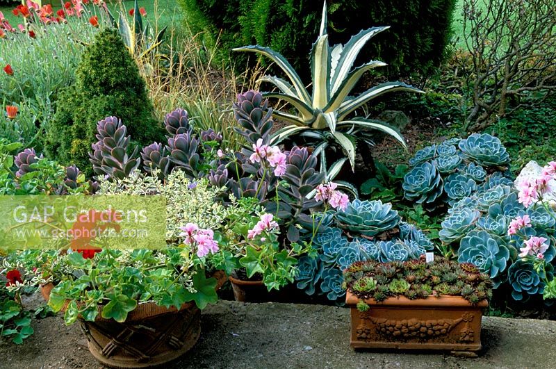 Containers with succulents at Eastgrove Cottage in Worcester
Echivera 'Warfield wonder', Agave mediopicta and Cotyledon gibbiflora