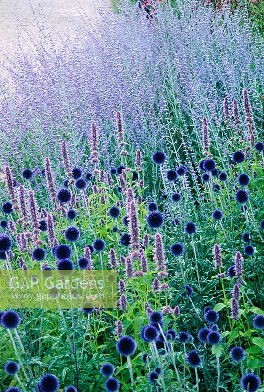Echinops 'Veitchs Blue' - Globe thistle and Perovskia - Russian sage