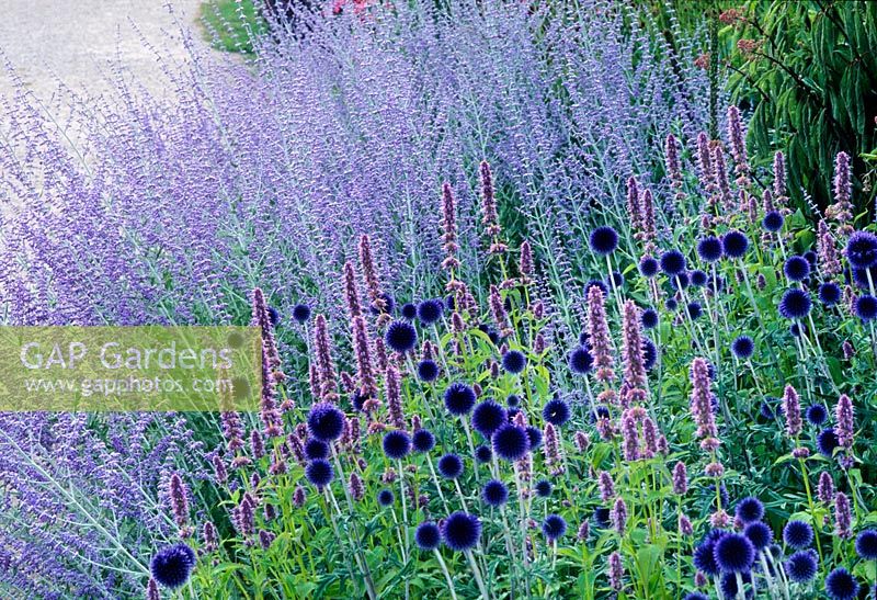 Perovskia - Russian sage and Echinops 'Veitchs Blue' - Globe thistle at Pensthorpe in Norfolk