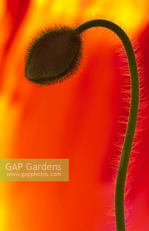 Papaver - Closeup of hairy poppy flowerbud and stem