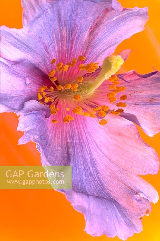 Hibiscus - closeup of purple flower
