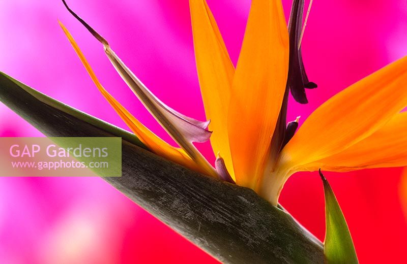 Strelitzia - Birds of paradise flower