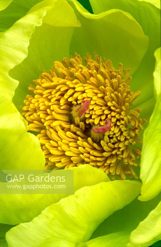 Paeonia 'Lutea' - closeup of yellow peony