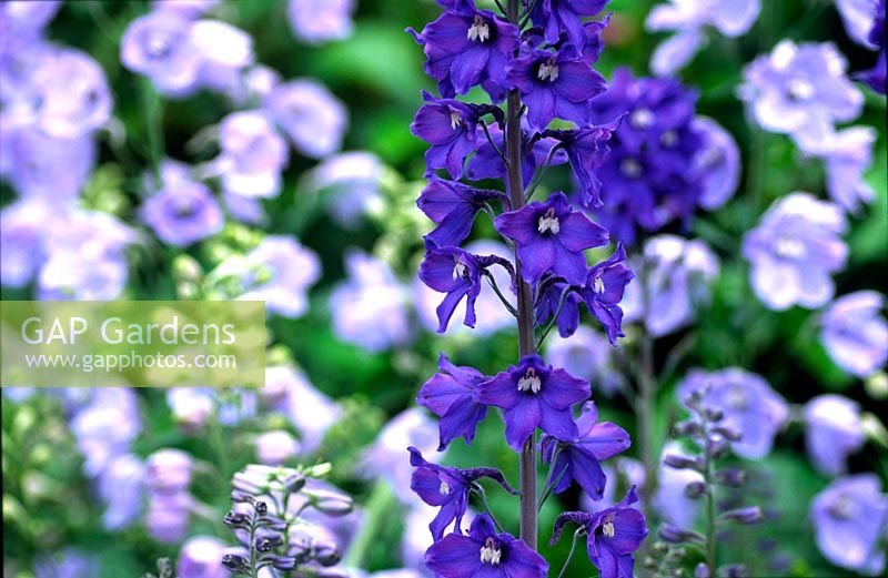 Delphinium - blue flower in summer