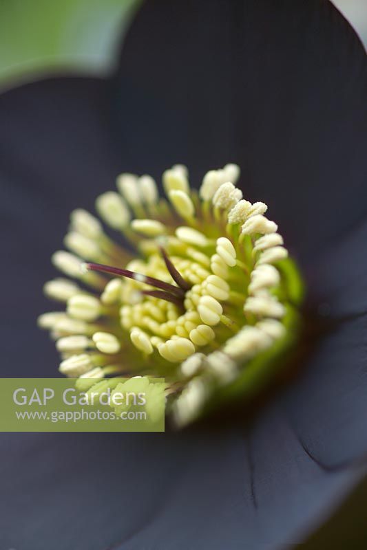 Helleborus x hybridus syn. x orientalis extreme closeup of black flower with pale yellow stamens