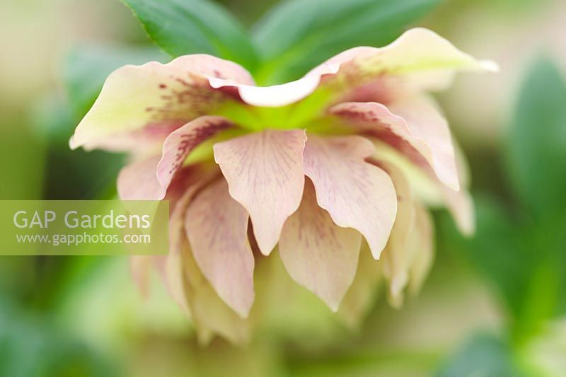 Helleborus x hybridus (formerly x orientalis) closeup of double pale pink flower