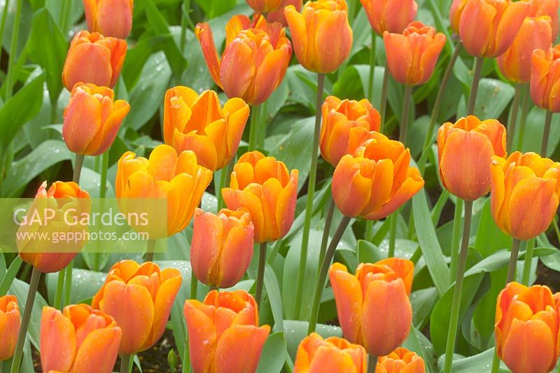 Tulipa 'Annie Schilder' closeup of orange flowers in spring