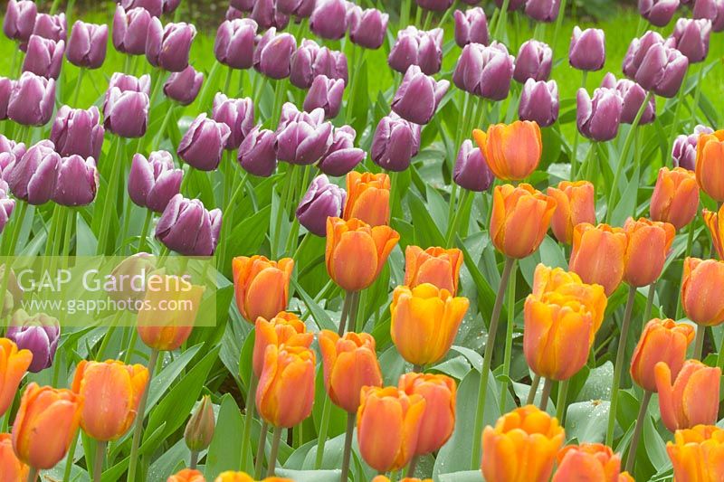 Tulipa 'Annie Schilder' - orange tulips and Tulipa 'Arabian Mystery'