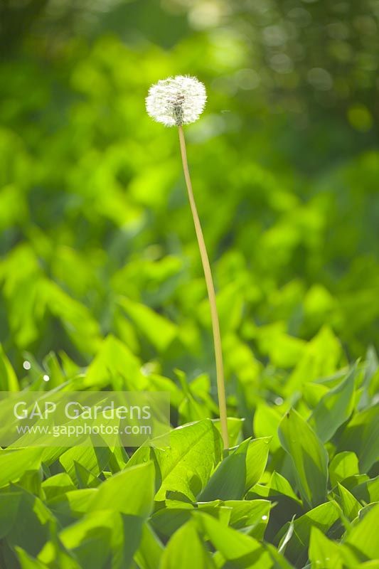 Taraxacum officinale - Dandelion seedhead in woodland. Keukenhof, Holland