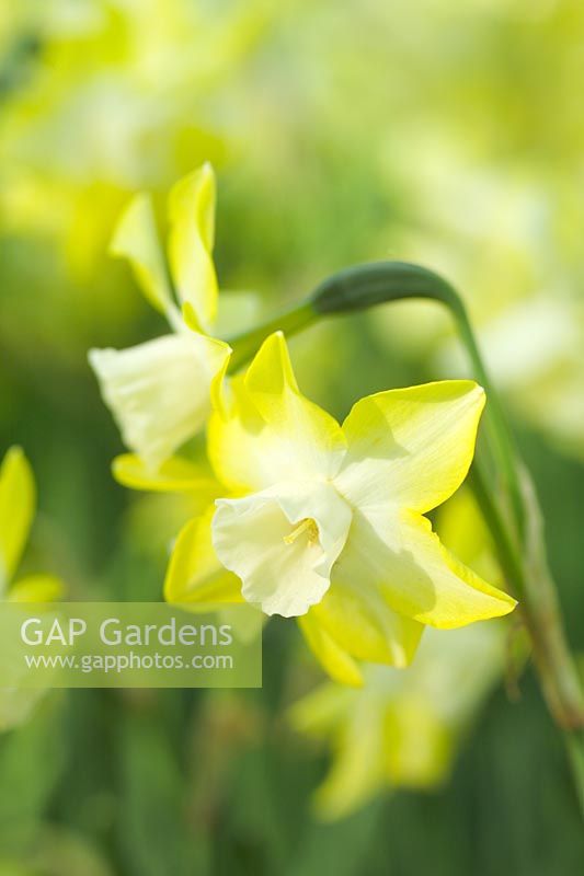 Narcissus 'Pipit' - Daffodils in spring at Keukenhof, Holland 