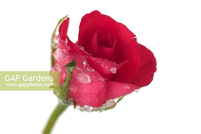 Rosa - Frosted red rosebud