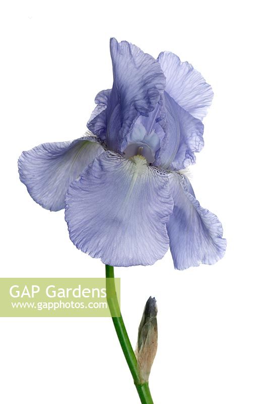 Iris germanica 'Jane Phillips'