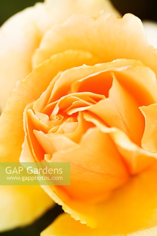 Rosa 'Just Joey' - Closeup of yellow flower