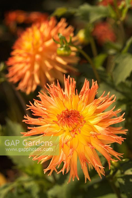 Dahlia 'Nargold' - closeup of orange flower