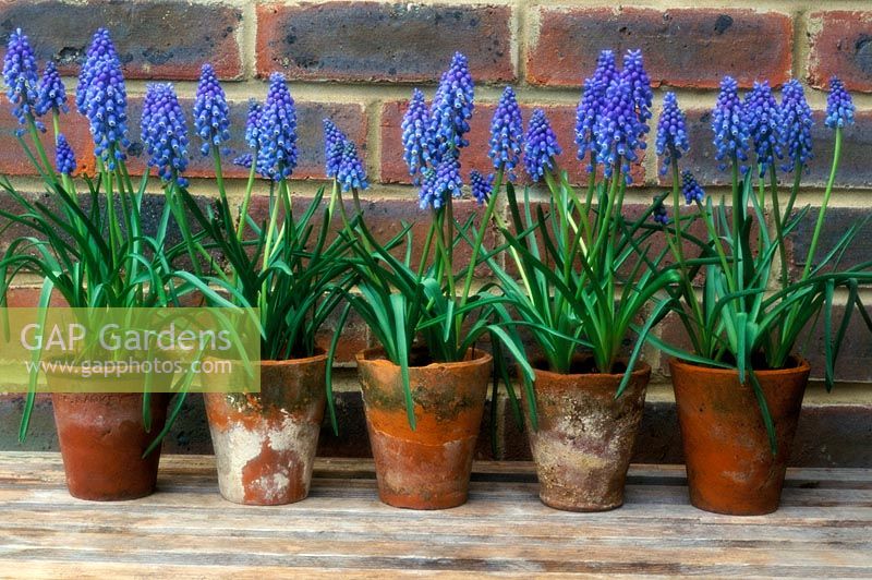Muscari - Grapehyacinths in row of antique pots