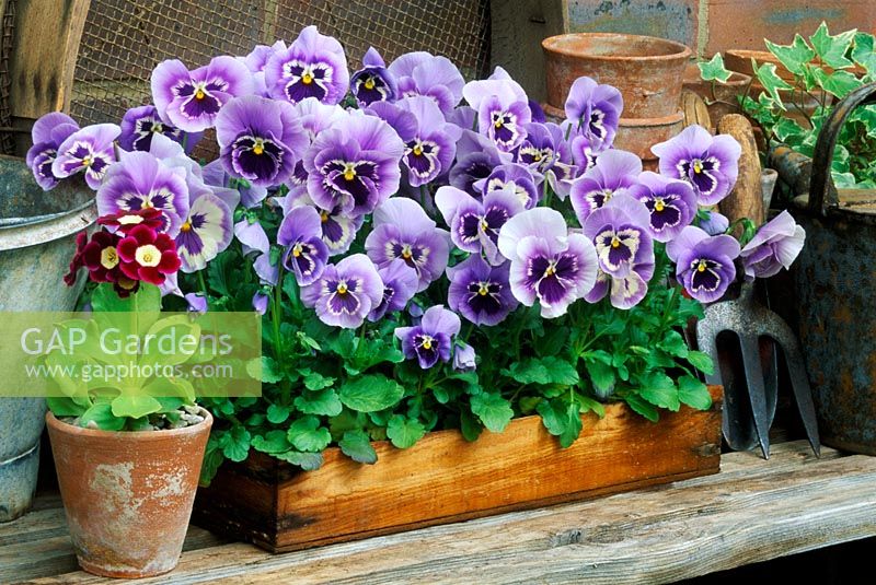 Tray of Viola 'Galuya Star' and pot with Primula auricula 'Argos'