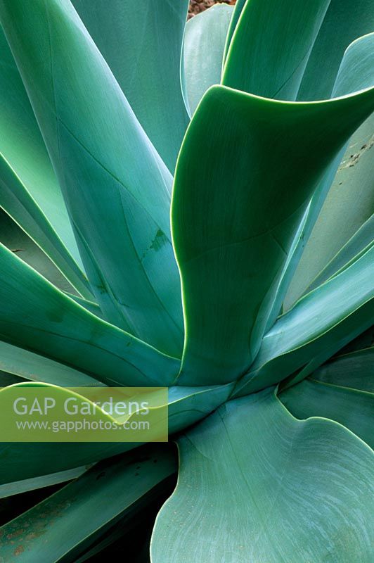 Agave attenuata - Spineless agave