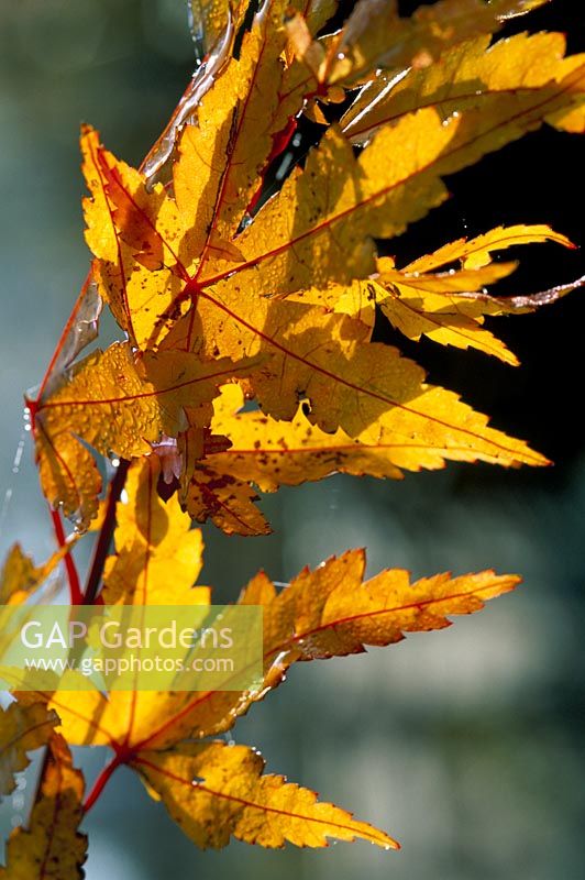 Acer palmatum 'Sango-Kaku' - Japanese Maple