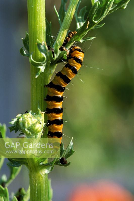 Tyria jacobaeae - Cinnabar moth caterpillar