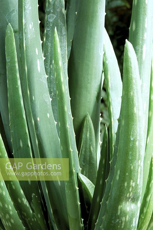 Aloe vera - closeup of succulent leaves