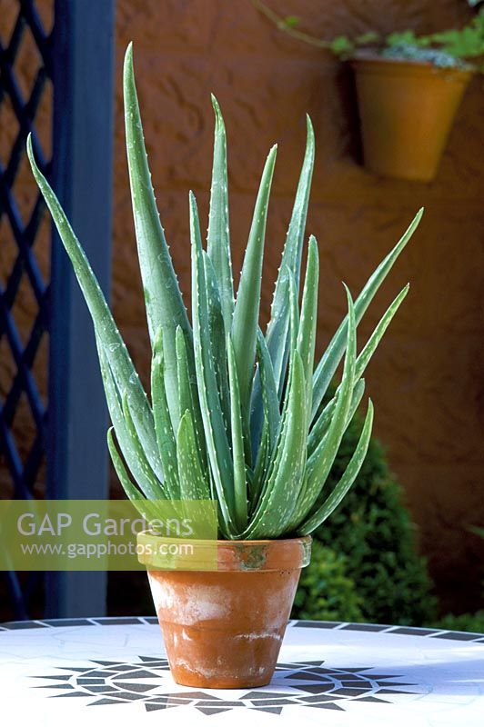 Aloe vera growing in terracotta container on table