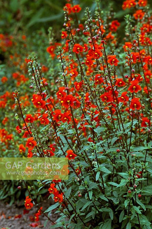 Alonsoa warscewiczii - closeup of red flowers 