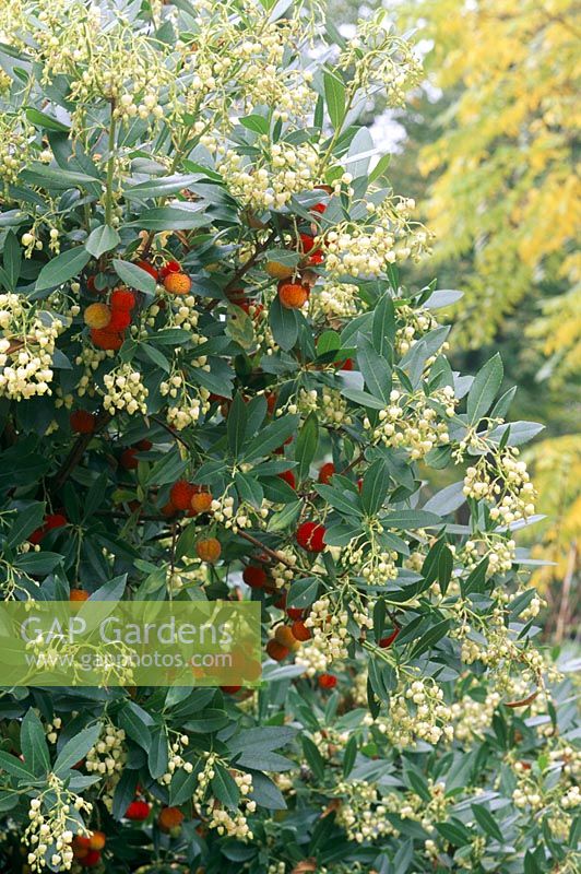 Arbutus unedo - strawberry tree with flowers and berries