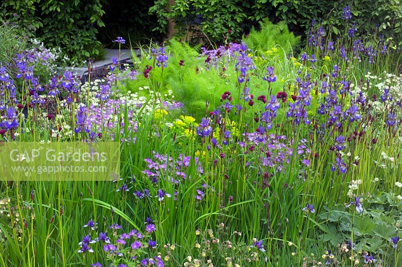 Iris sibirica planted between series of water canals in 'The Laurent Perrier - Trentham Awakes' garden at Chelsea FS 2005