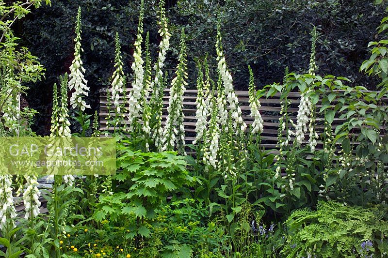 Digitalis purpurea f. albiflora in natural planting at 'Pause for thought'
Chelsea FS 2005