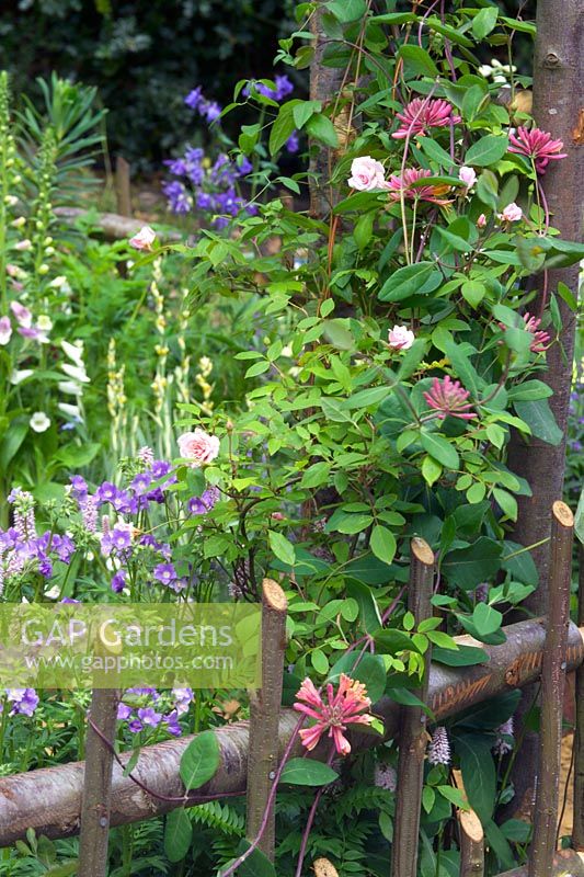 Rustic wooden fencing with Honeysuckle 'Fittleworth' by Fittleworth Horticultural Society. Chelsea FS 2005