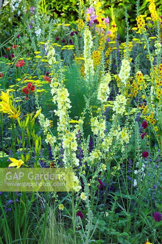 Border with Verbascum, Hemerocallis, Geum and Achillea in 'The Cancer Research UK Discovery Garden' at Chelsea FS 2005