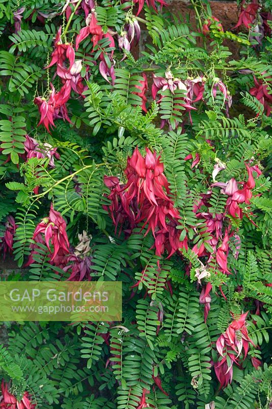Clianthus puniceus - Lobster Claw