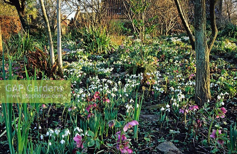 Hellebores and Snowdrops in winter border at East Lambrook Manor in Somerset