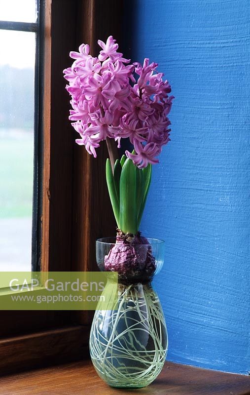 Hyacinthus - hyacinth bulb in glass vase