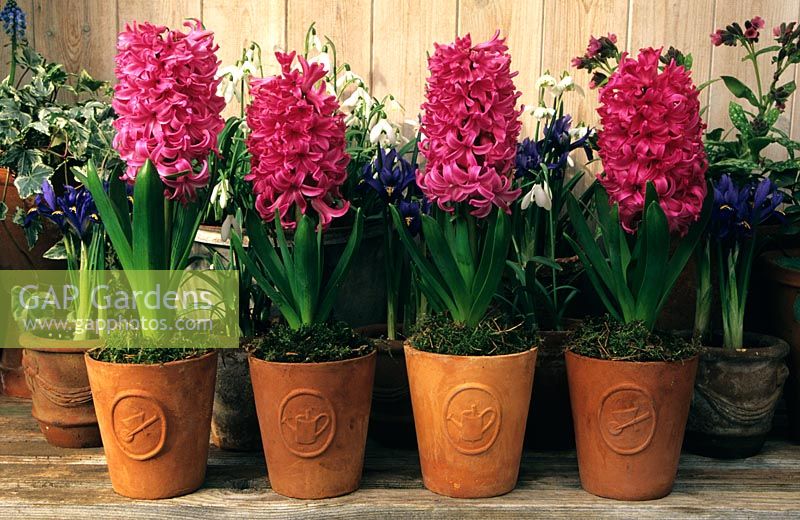 Hyacinthus 'Pink Pearl' - Row of Hyacinths in clay pots