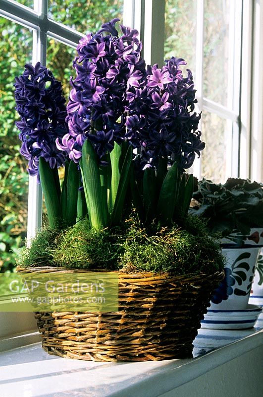 Hyacinthus 'Delft Blue' - Basket of hyacinths on window sill