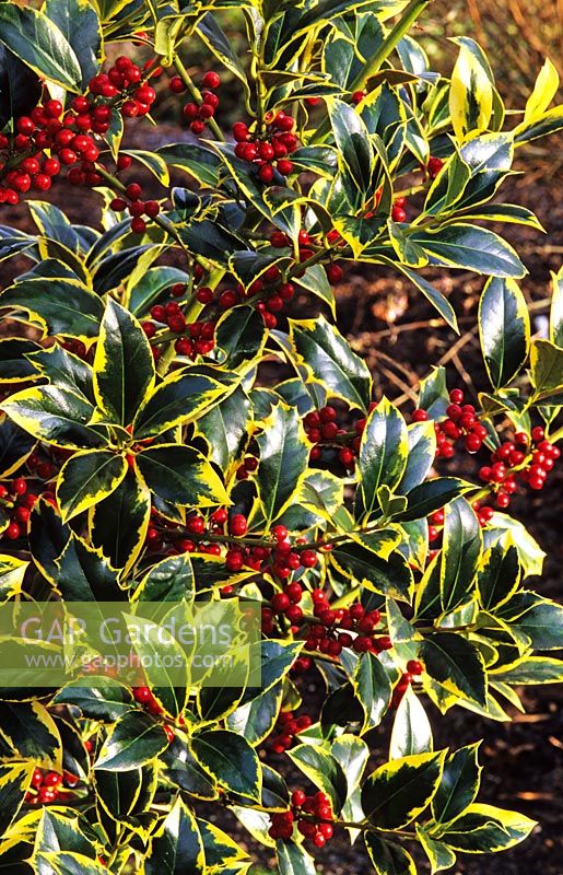 Ilex aquifolium 'Aureomarginata' - Holly
