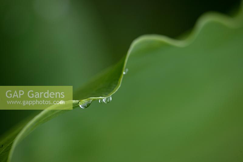 Hosta leaf margin with water droplets