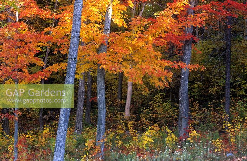 Acer saccharum - Sugar Maples in Maine US