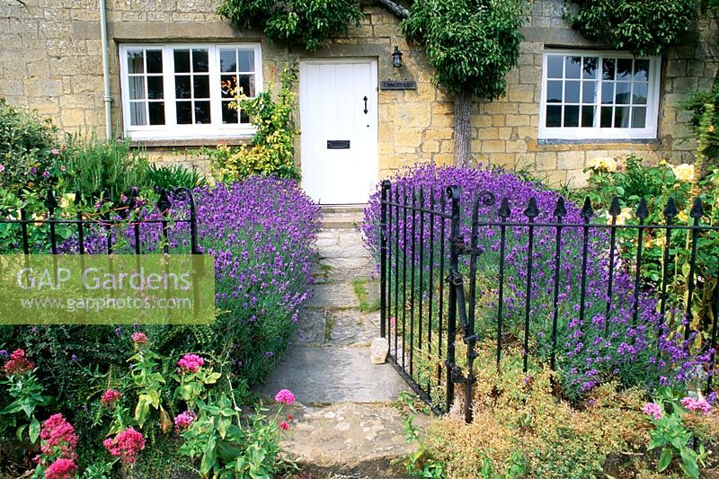 Metal fence and gate in front garden with Lavandula 'Hidcote' hedges