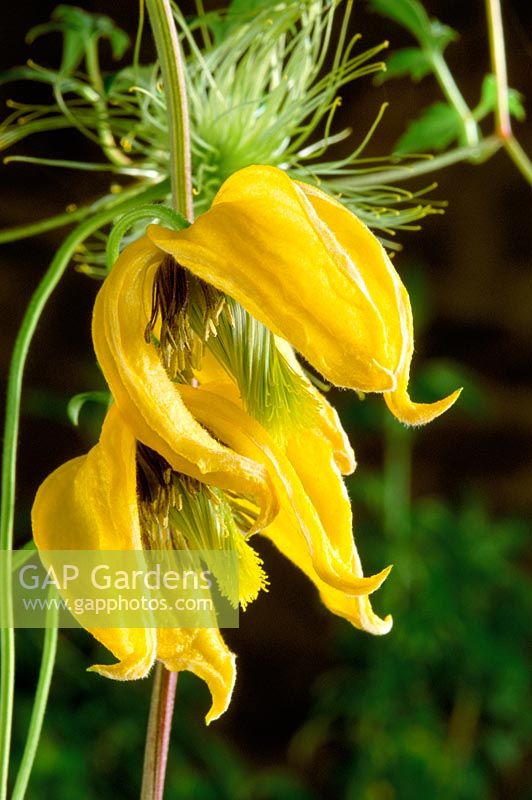 Clematis 'Bill McKenzie' - Closeup of yellow flowers