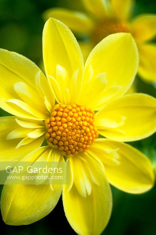 Dahlia 'Claire De Lune' - closeup of yellow flower